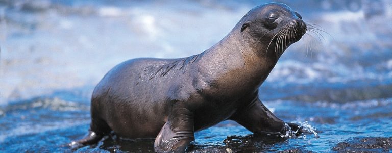 Galapagos pup sea lion