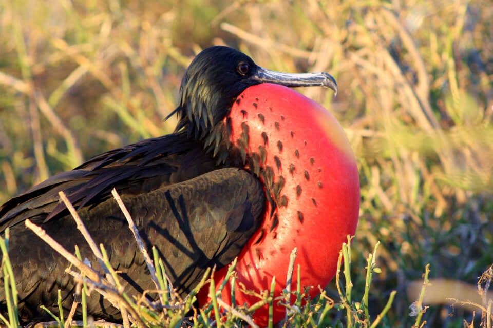 Rare Birds Of The Galapagos Islands