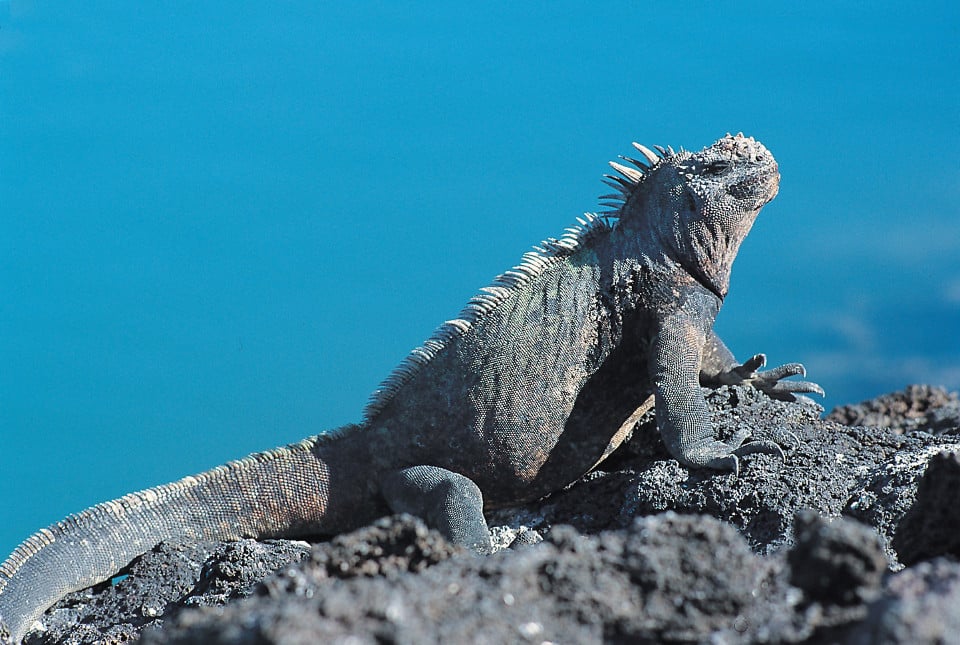 Galapagos islands marine iguana
