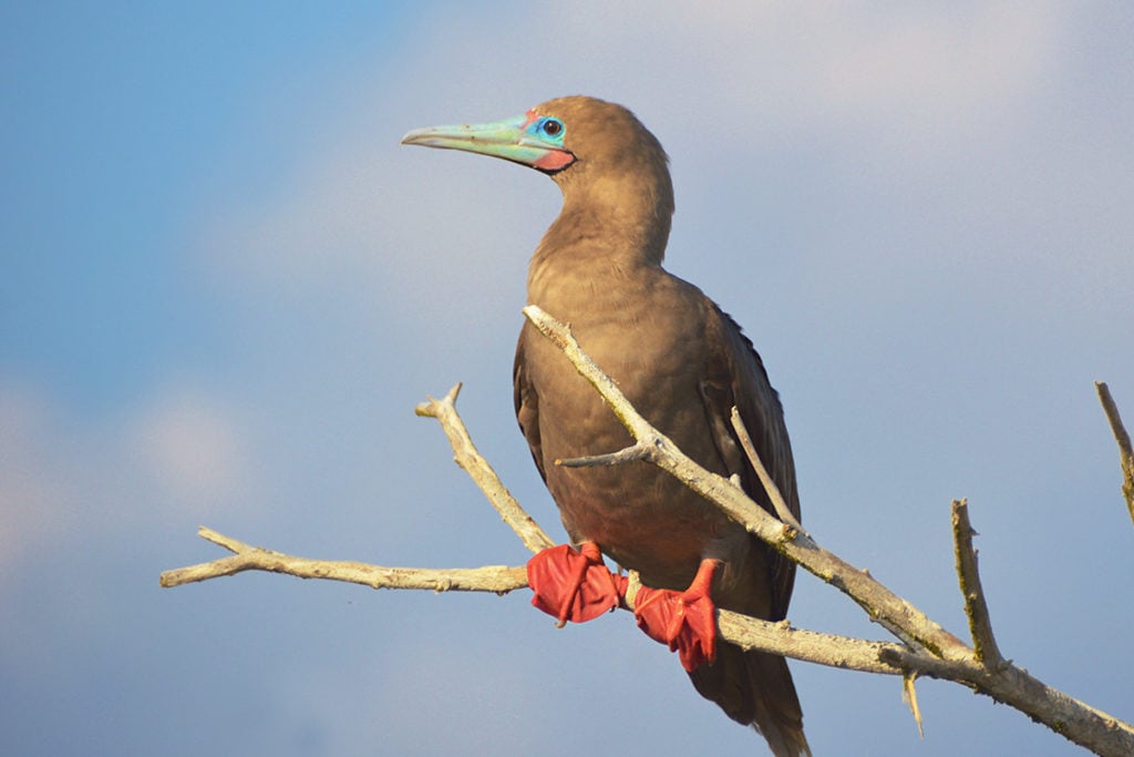 Red-footed boobies