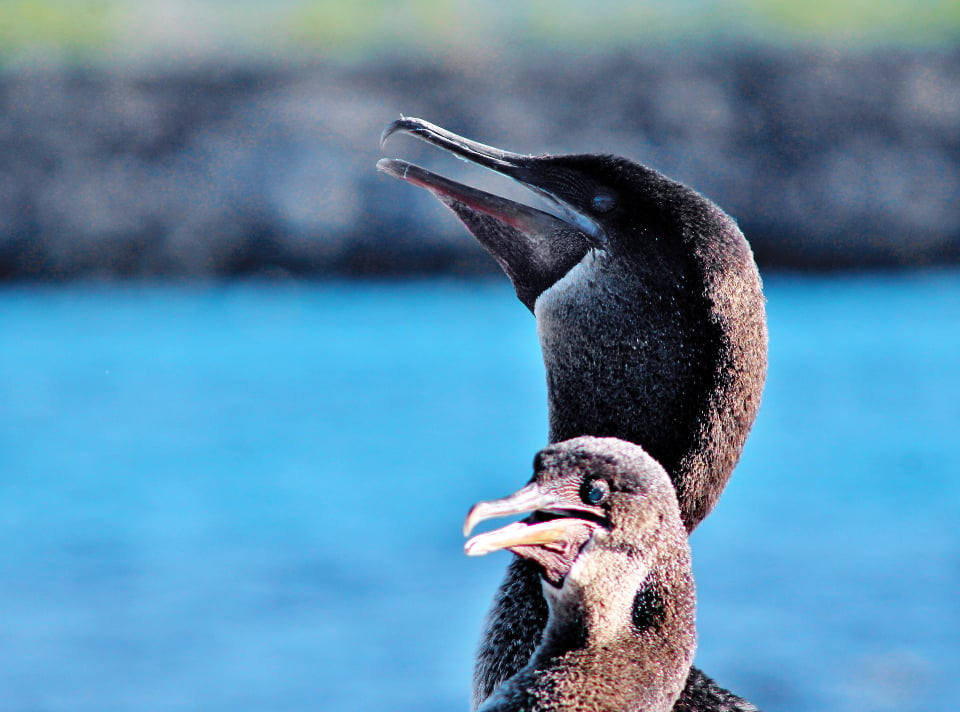 Galapagos islands flightless cormorant