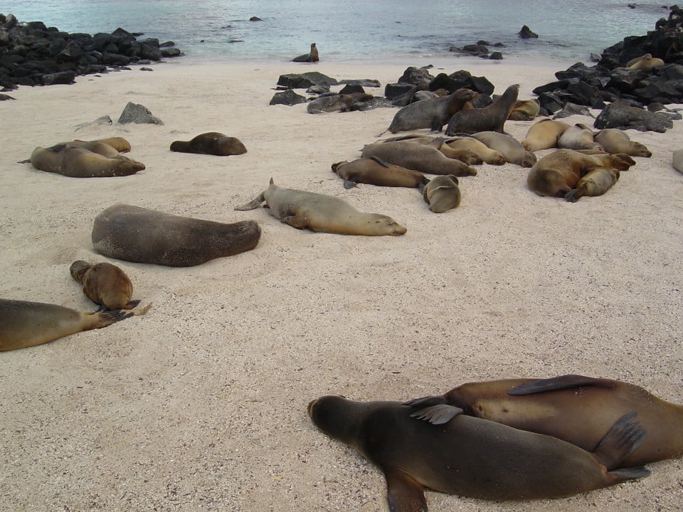 Sea lion colony