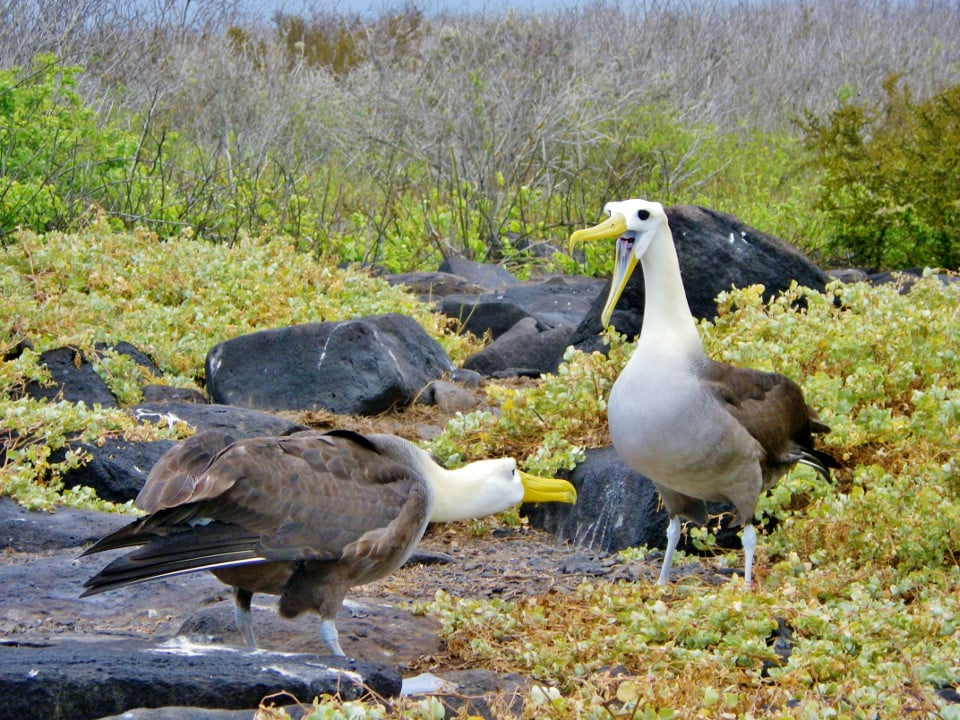 Galapagos albatrosses