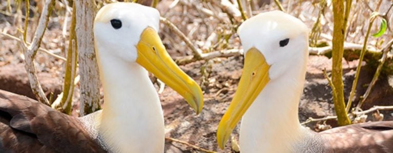 Galpagos Albatrosses