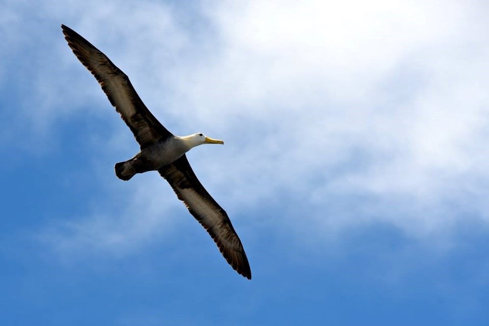 Albatross migration