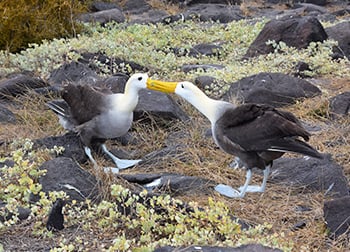 A couple of albatross in the Galapagos Islands