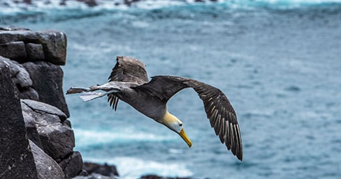 Albatross flying near the ocean in the Galapagos Islands
