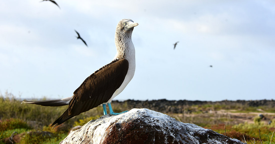 Blue-footed booby from the Galapagos Islands