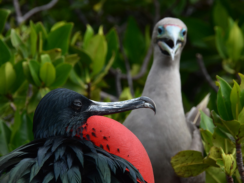 Frigatebird and Red-footed booby