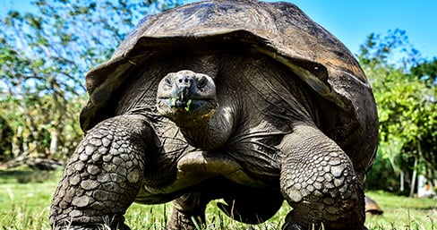 Giant tortoise at Santa Cruz, Galapagos Islands