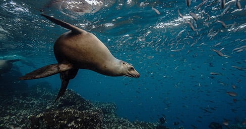 Sea lion at Champion Islet, Galapagos Islands