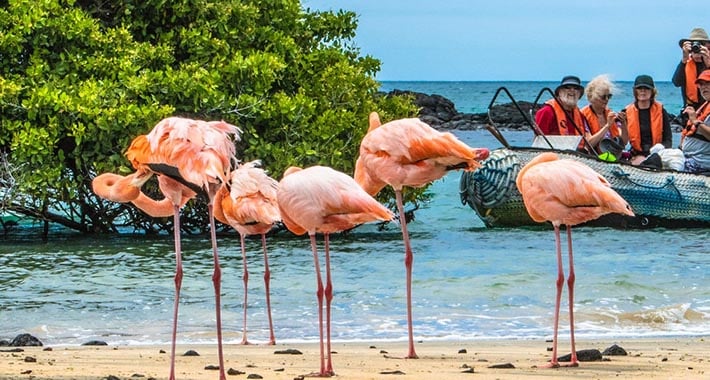 Large flamingos in the Galapagos