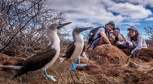 Family with blue-footed boobies