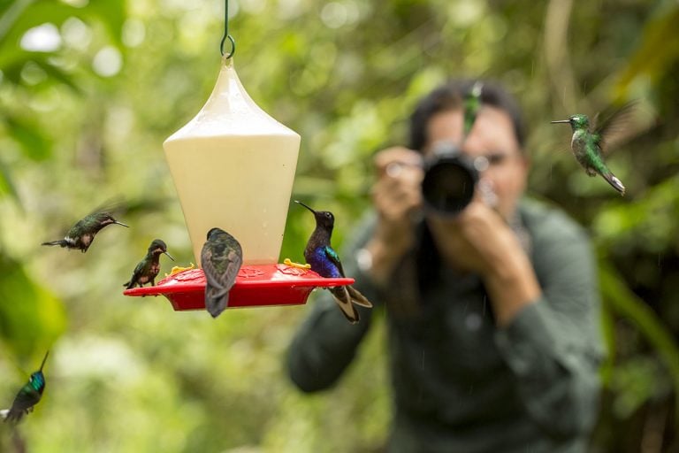 Hummingbirds at Mashpi Lodge