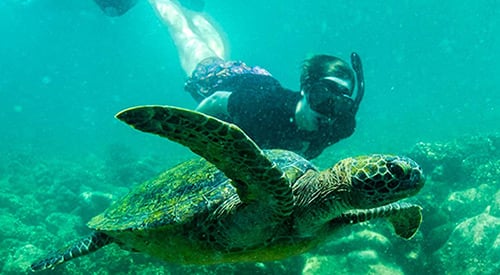 Sea turtle seen while snorkeling on the Galapagos Islands