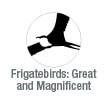 great and magnificent frigatebirds
