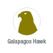 galapagos hawk