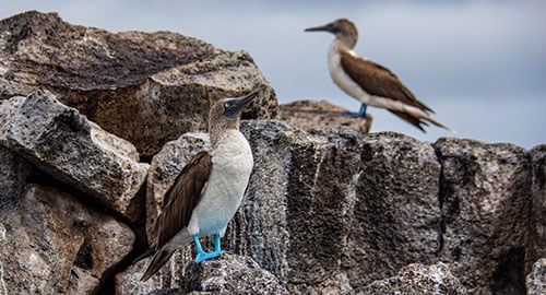 Blue-footed boobies in the Galapagos Islands