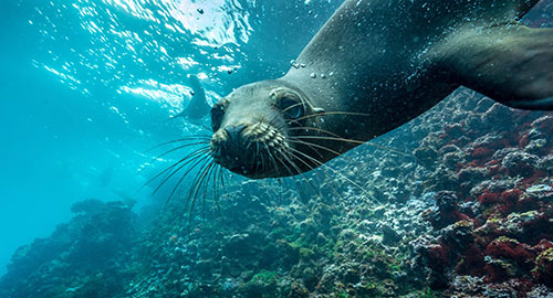 Galapagos sea lion underwater