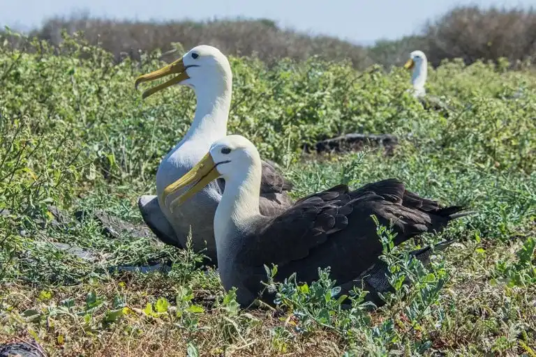 Albatrosses nesting on the Galapagos Islands, viewed by Yacht La Pinta guests.