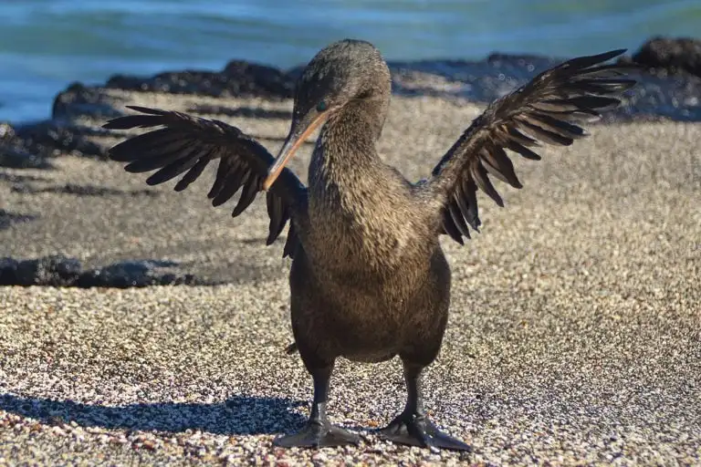 A Flightless Cormorant spreads its wings on the shore, Galapagos Islands, with Yacht La Pinta.