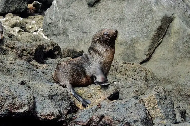 Galapagos fur seal pup on volcanic rocks observed by Yacht La Pinta guests, Ecuador.