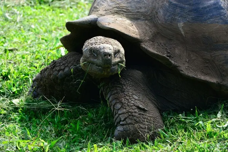 Galapagos giant tortoise grazing, a Yacht La Pinta Galapagos Islands encounter.