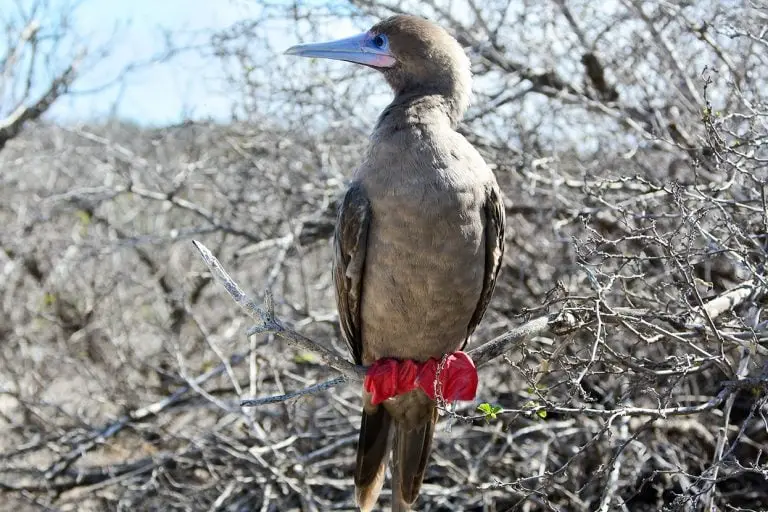 Red-footed booby bird perched in the Galapagos, showcasing the unique wildlife encountered on a Yacht La Pinta cruise.