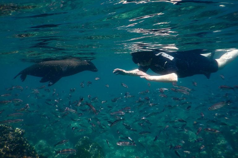 Snorkeling with Galapagos sea lions
