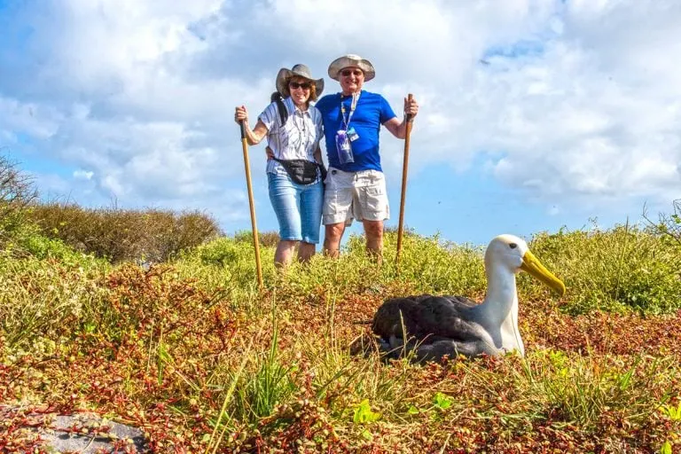 Tourists with Yacht La Pinta enjoy close encounter with an albatross on Española Island, Galápagos.