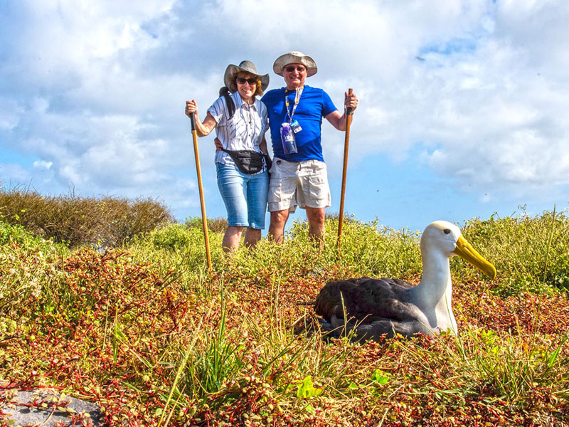 Galapagos Albatross in Española Island