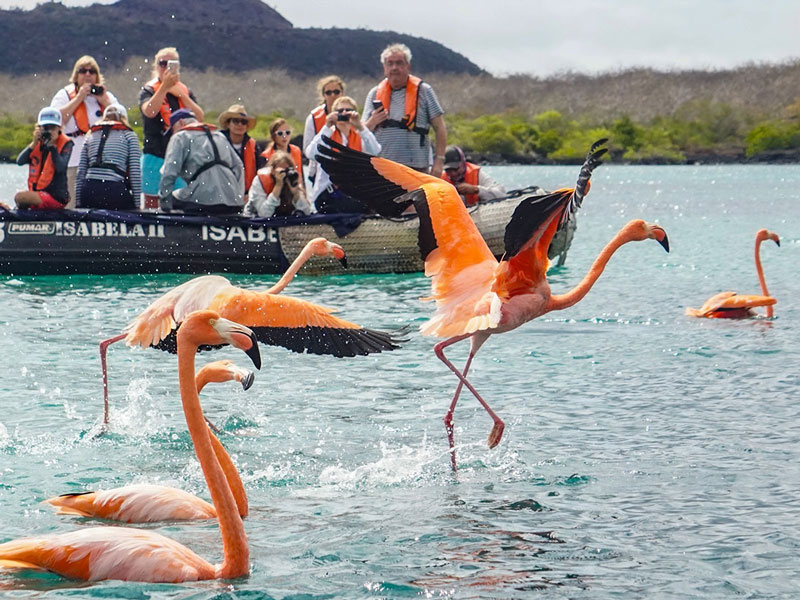 American flamingos in Floreana Island