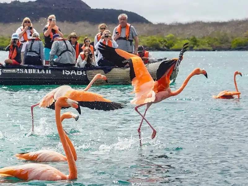 flamingos-floreana-island-galapagos-ecuador