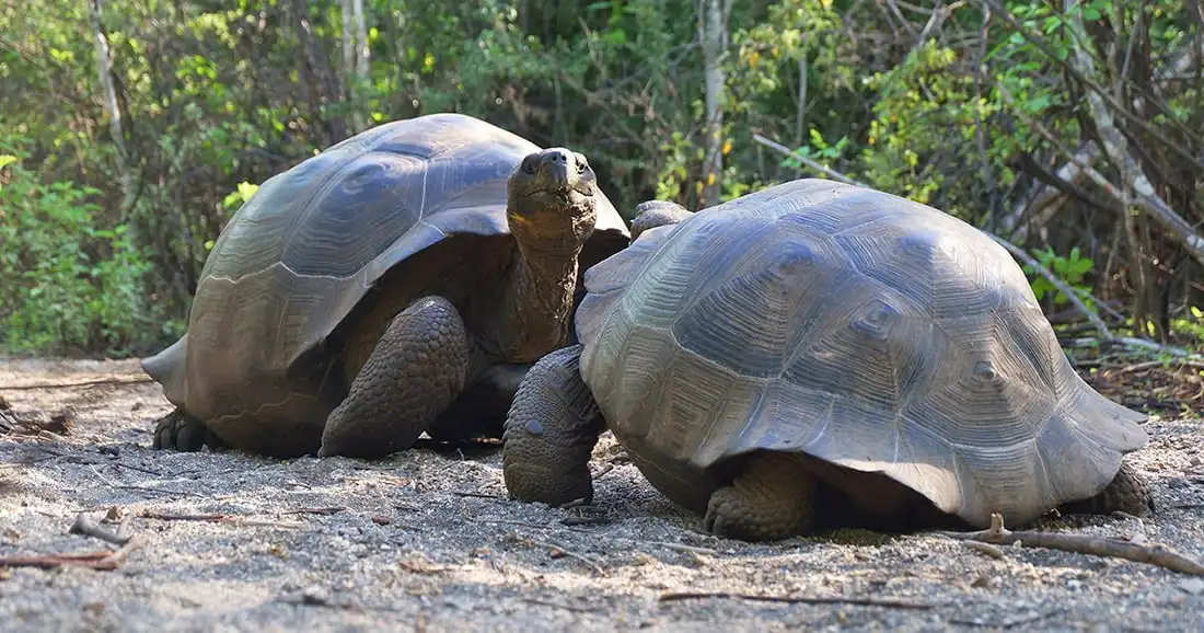 giant-tortoise-urbina-bay-galapagos-islands-western-itinerary