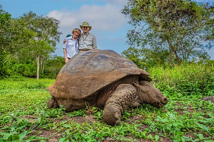 Giant Tortoise of Santa Cruz