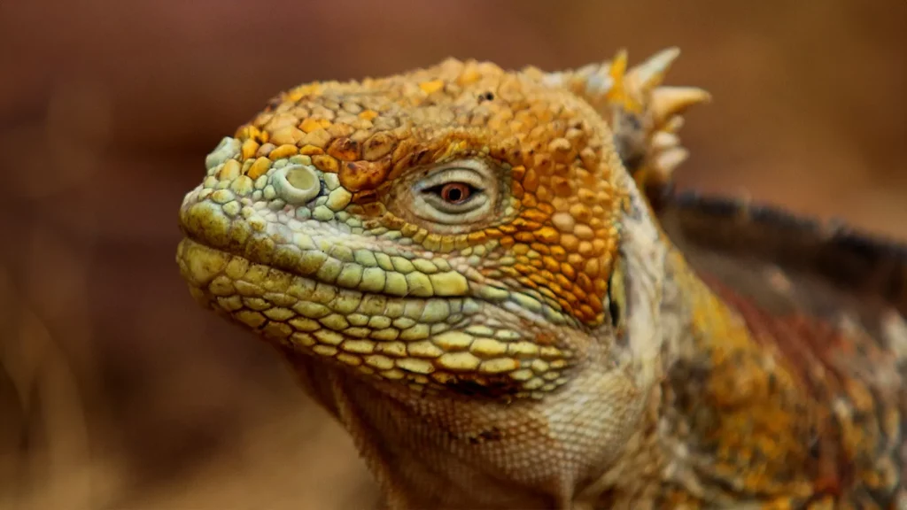 Retrato en primer plano de una iguana terrestre de Galápagos que muestra con gran detalle sus escamas texturizadas de color naranja y amarillo, y su ojo dorado.