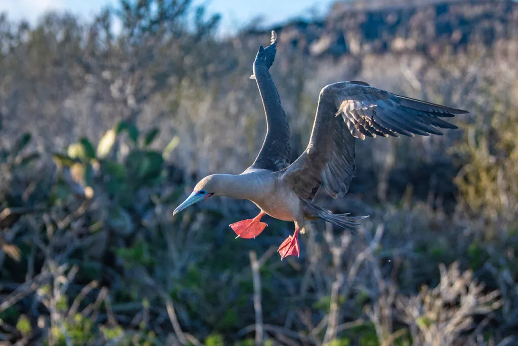Red-footed boobies