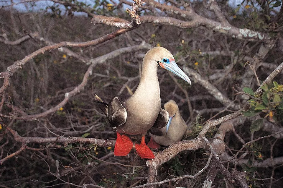 Although they may be found throughout the tropics, Galapagos Red-Footed Boobies are most often seen on islands
