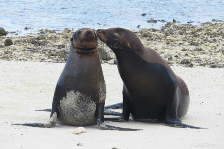 Galapagos sea lions