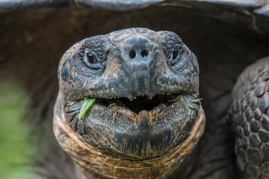 The Galapagos Islands are home to several species of giant tortoises