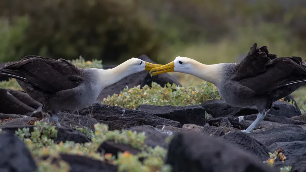 Galapagos Albatross: Wingspan Wonder