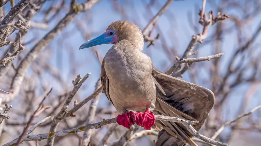 Red-Footed Booby in the Galapagos