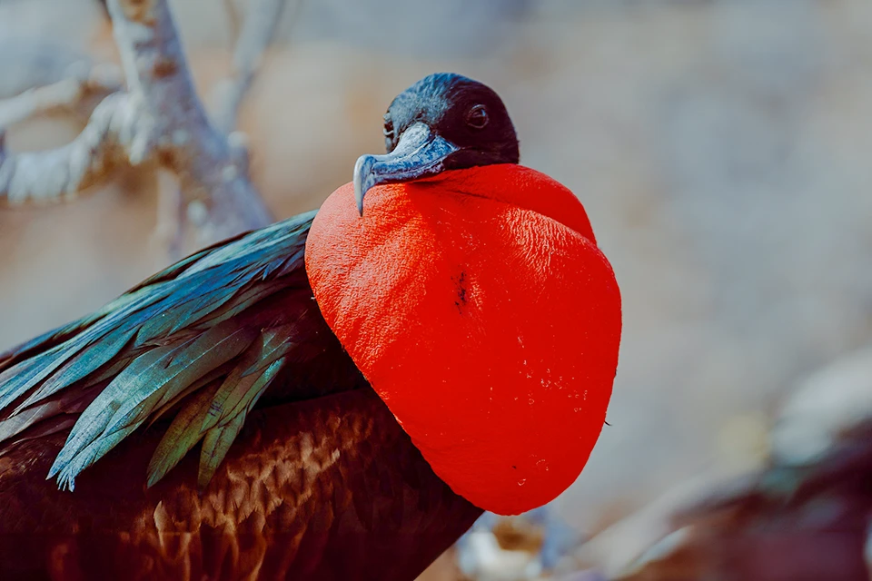 Galapagos Frigatebird