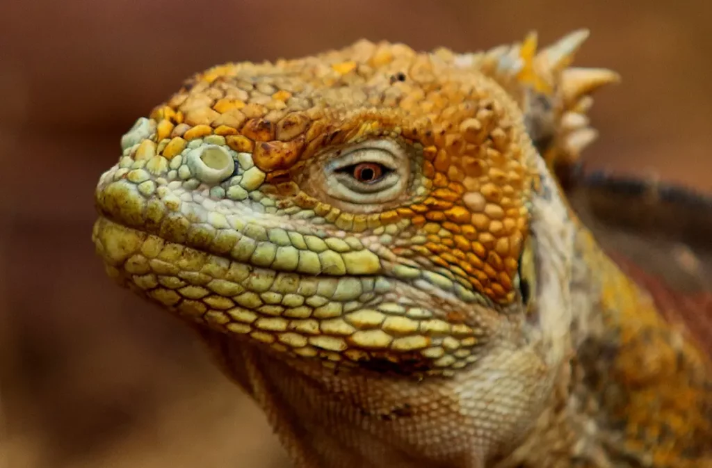 Close-up of a Galapagos land iguana on Baltra Island