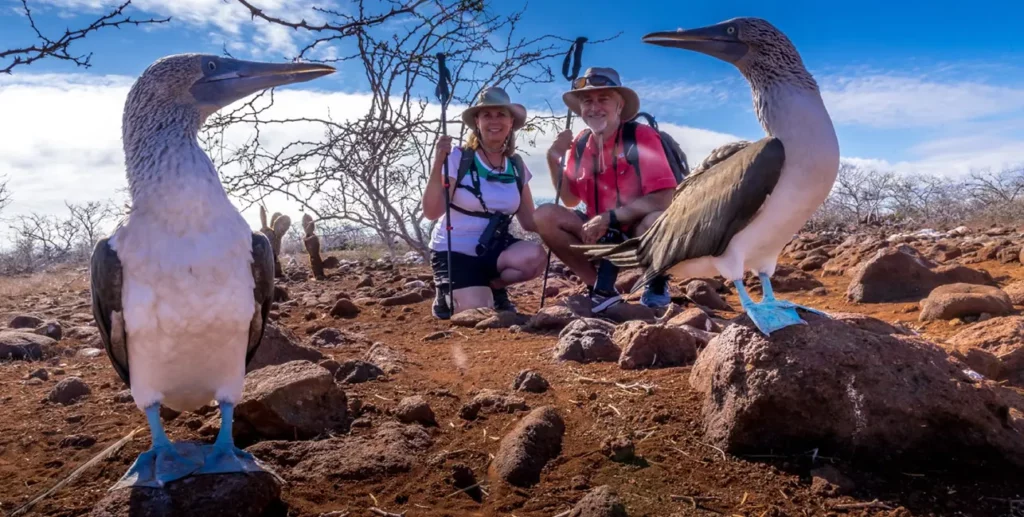 Couple crouching beside blue-footed boobies during a Galapagos Islands shore excursion - darwin's legacy galapagos cruise