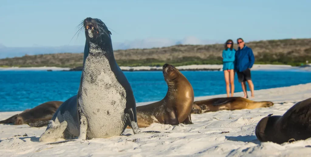Espanola Island sea lions