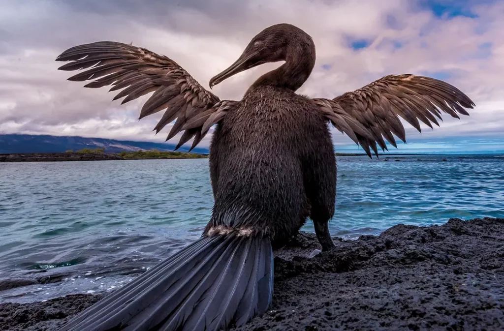 Galapagos flightless cormorant spreading its wings at Punta Espinoza, Fernandina Island
