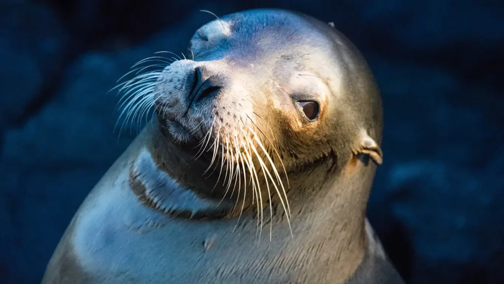 Retrato en primer plano de un león marino de Galápagos con sus bigotes y su pelaje liso iluminado por una luz cálida.