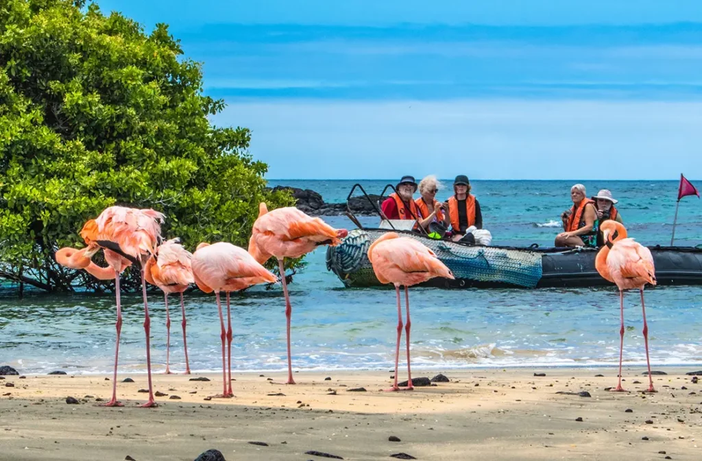Greater flamingos wading on the beach at Punta Cormorant, Floreana Island